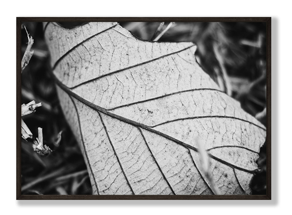 Black & White Leaf Fine Art Print