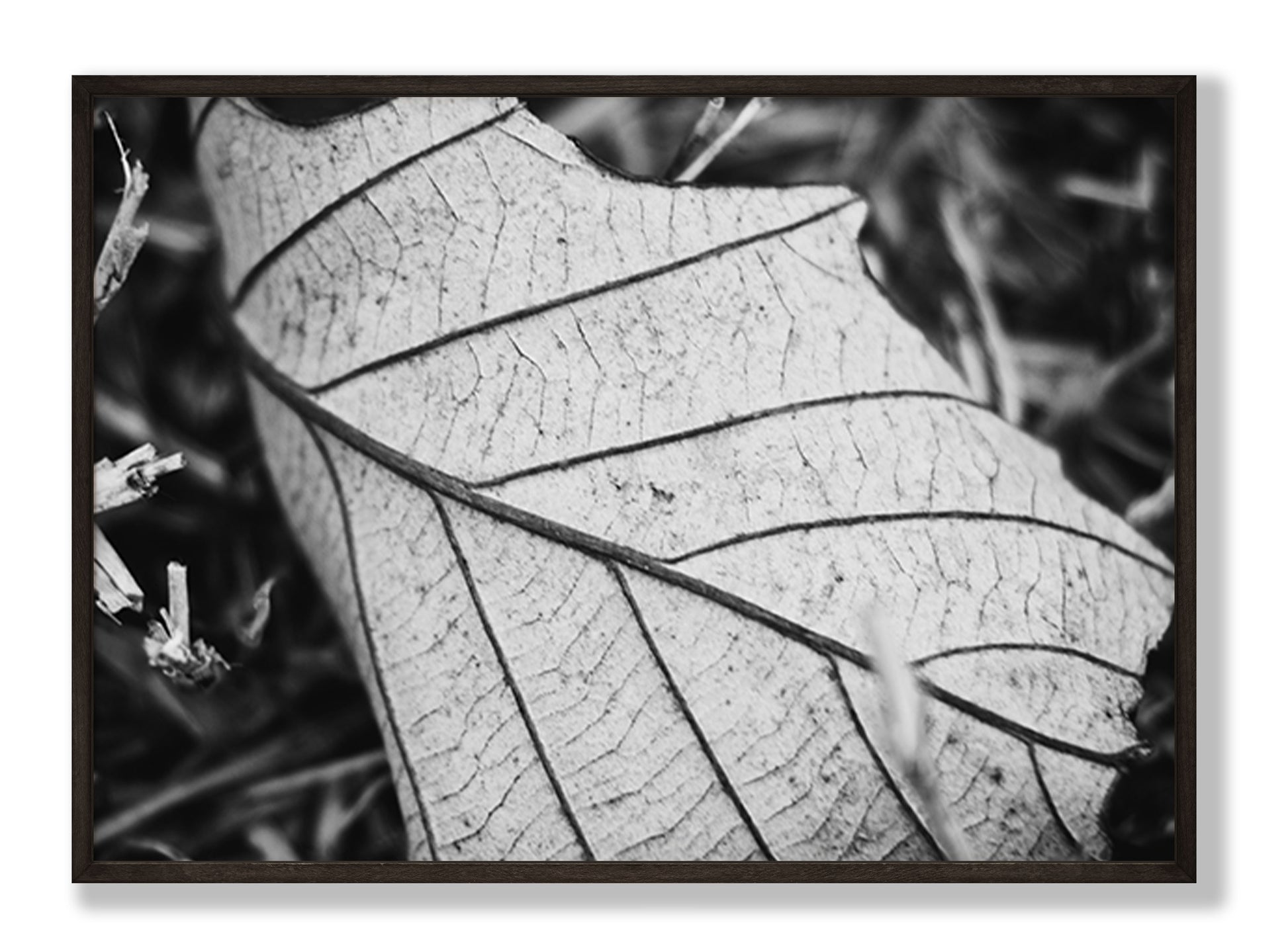 Black & White Leaf Fine Art Print