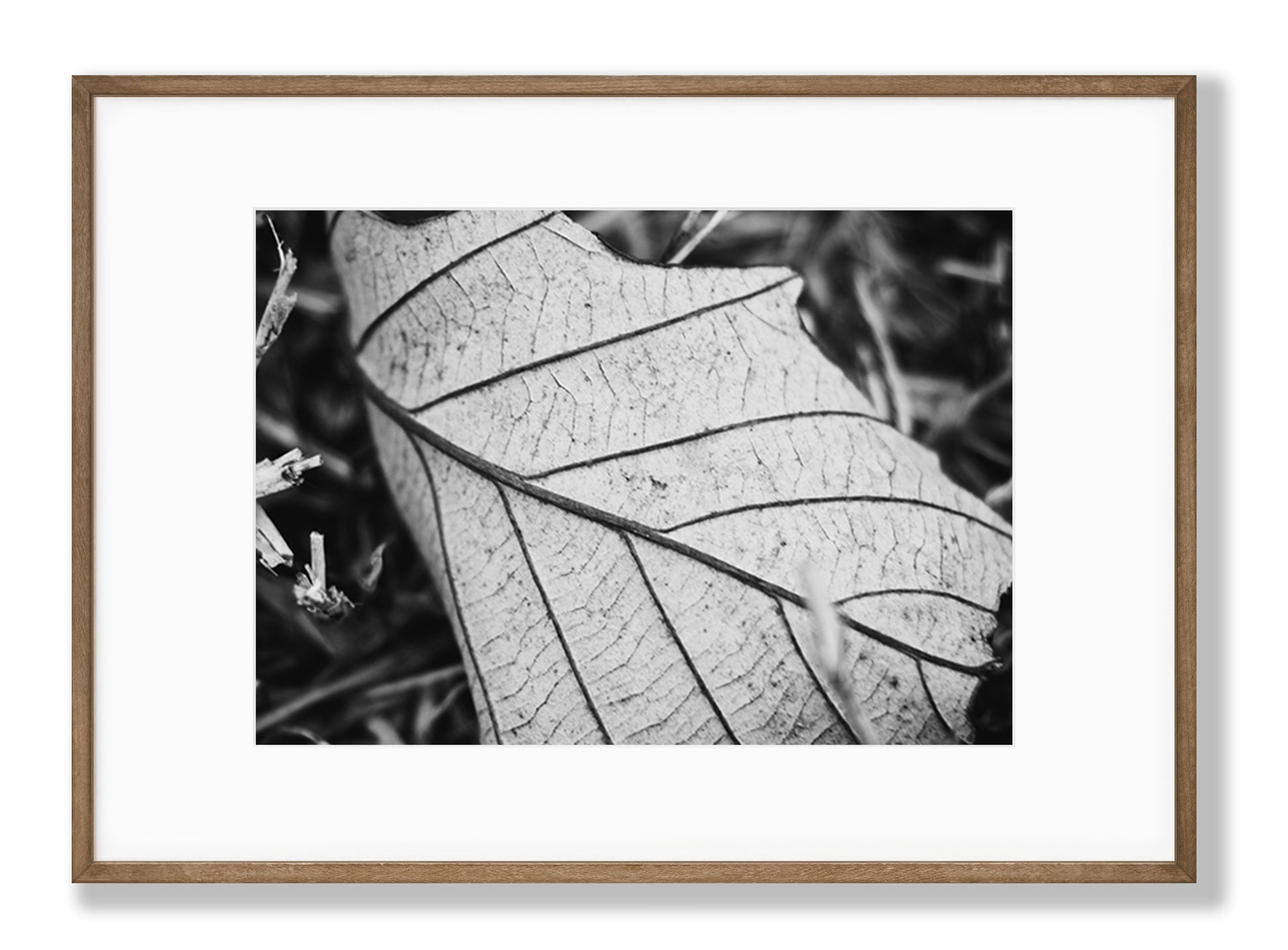 Black & White Leaf Fine Art Print
