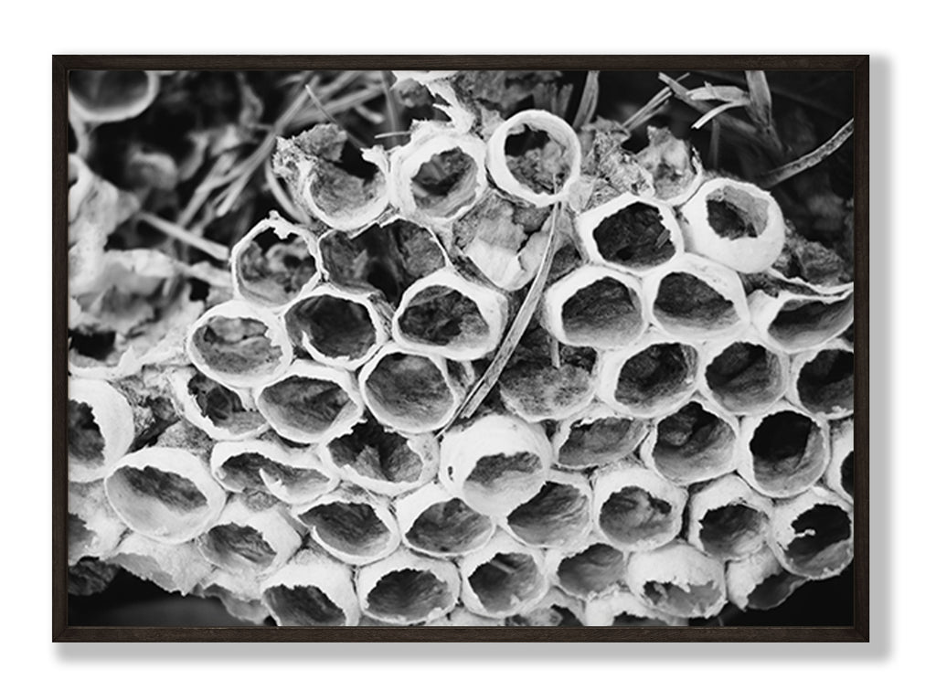 Bee Hive Black and White Fine Art Print