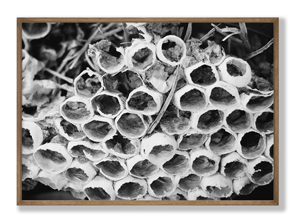Bee Hive Black and White Fine Art Print