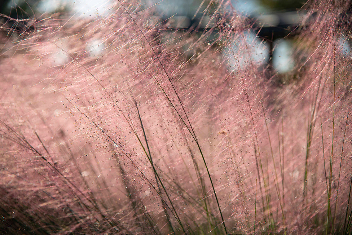 Blushing Field Fine Art Print