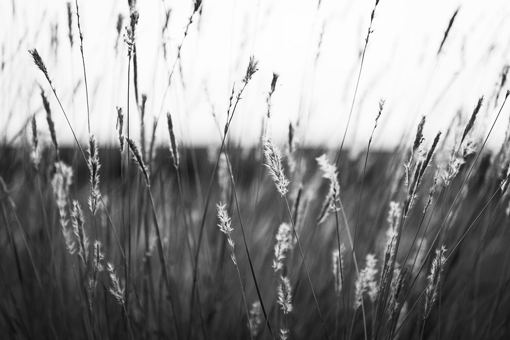 Stillness in the Grass Fine Art Print