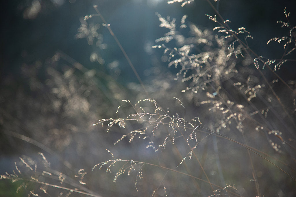 Dusk Whispers Fine Art Print