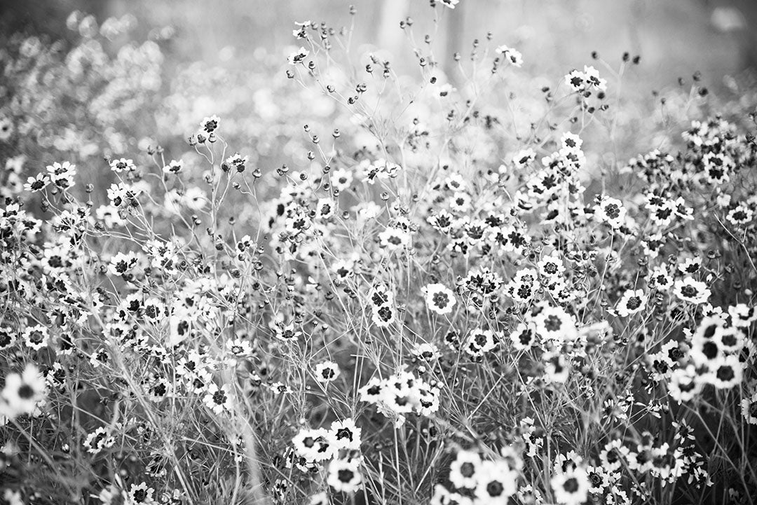 Field of Shadow and Light Fine Art Print