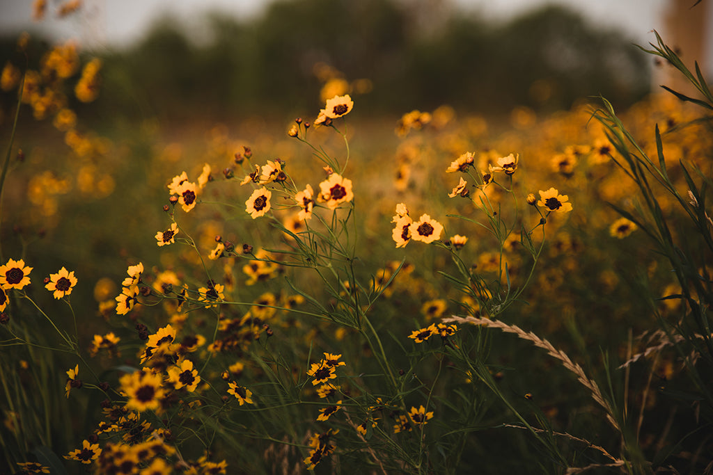 Golden Prairie Fine Art Print