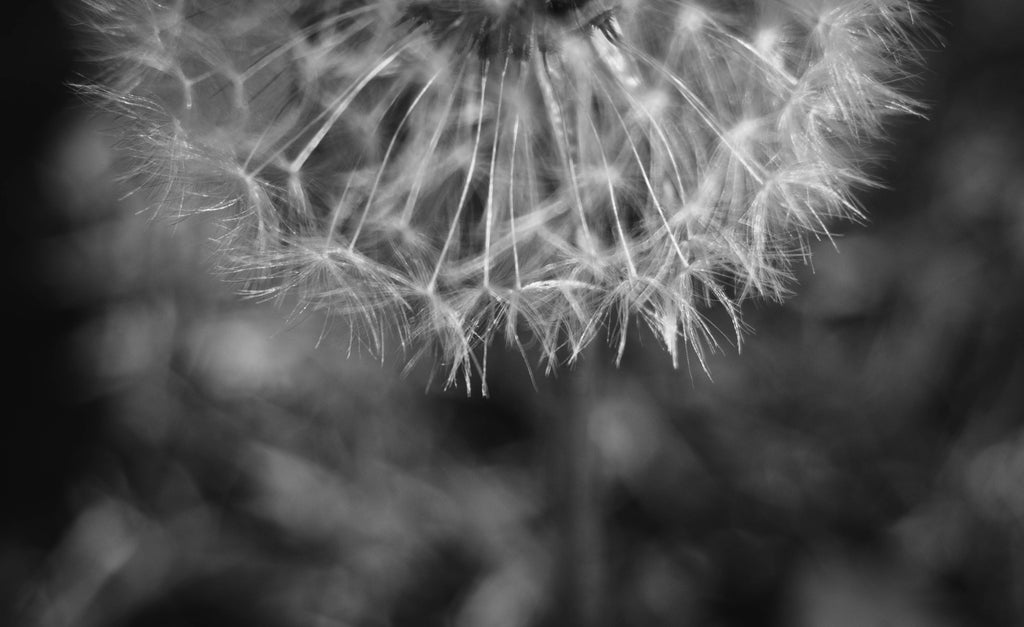 Half Light Fine Art Print