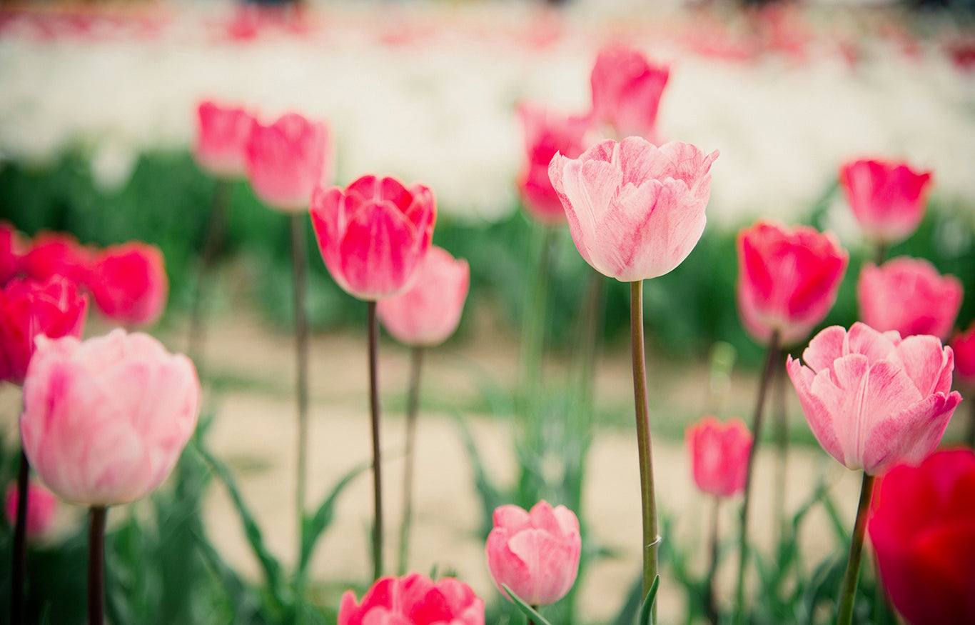 Petal Pop Fine Art Print