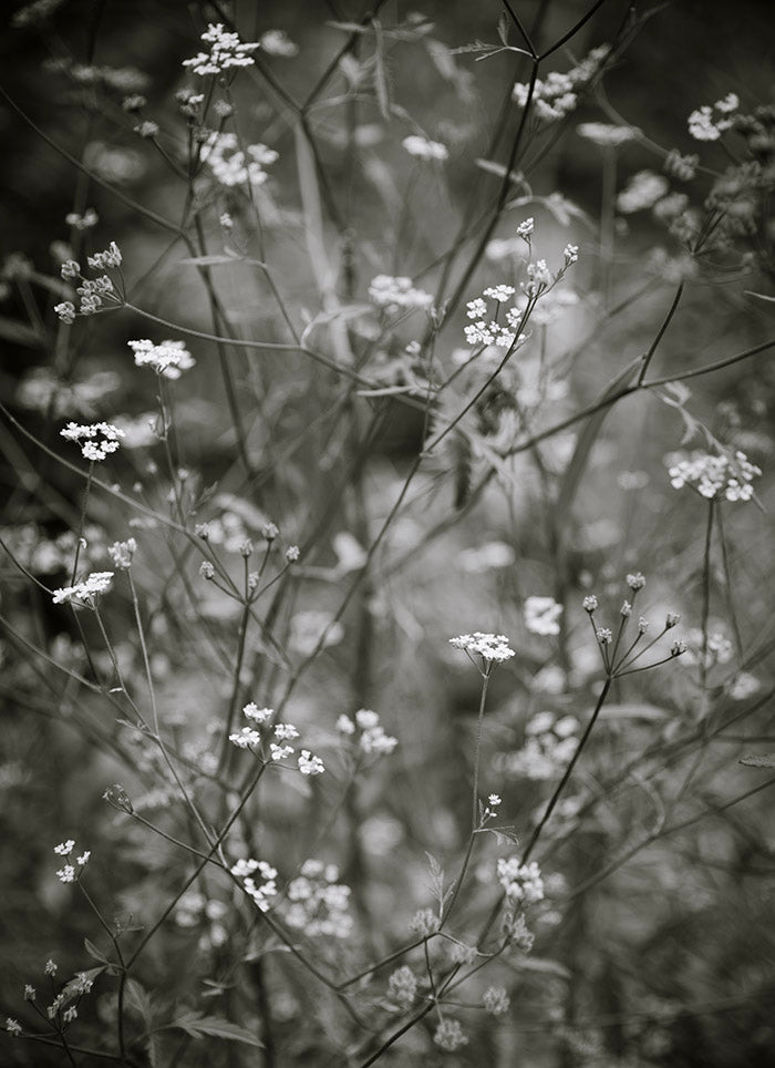 Delicate Pause Fine Art Print