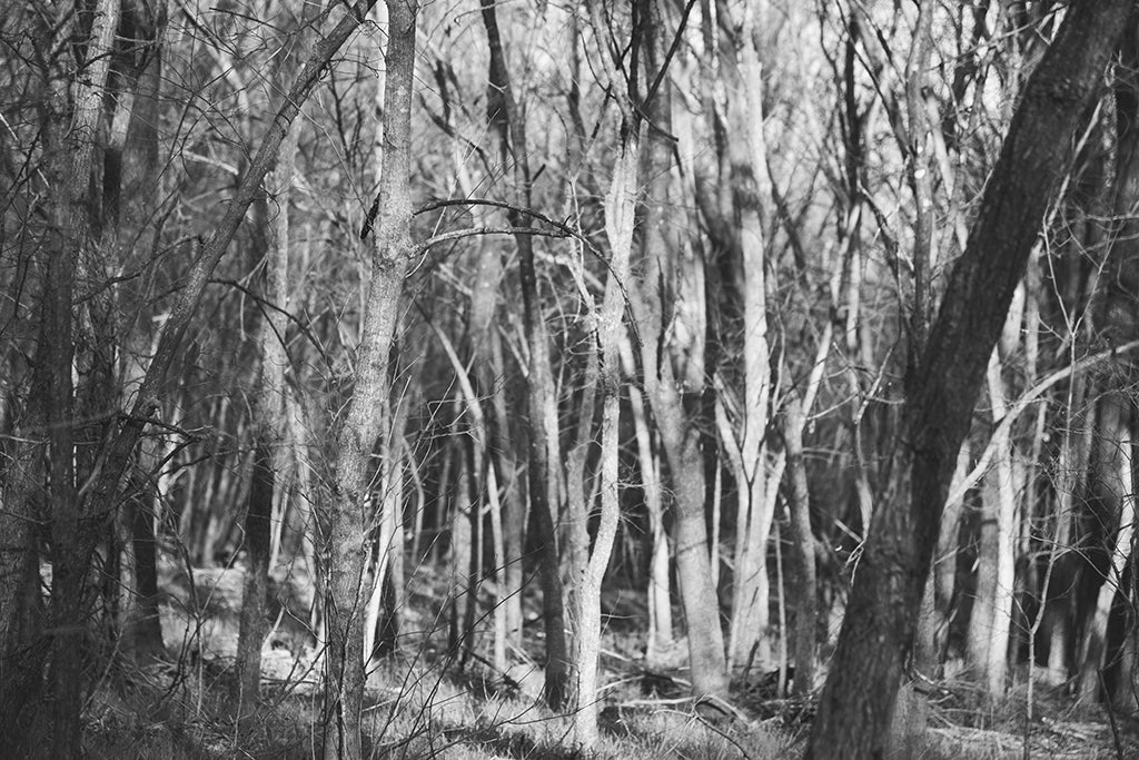 Stillness in the Grove Fine Art Print