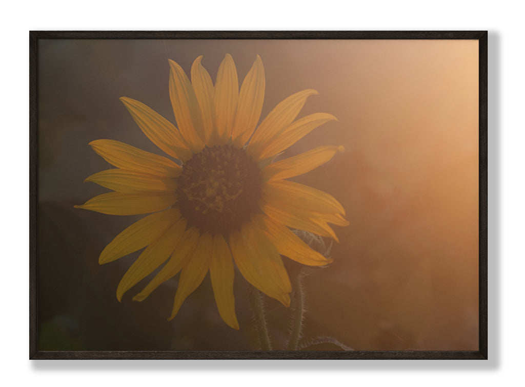 Sunflower Glow Fine Art Print